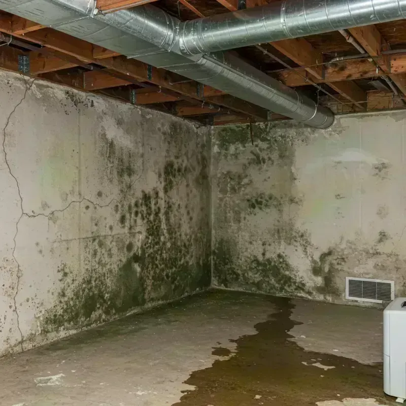 Professional Mold Removal in Bertsch-Oceanview, CA